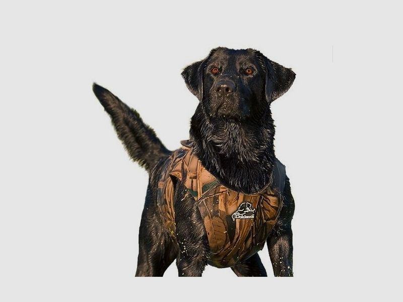 Dokken's Neopren-Hundeweste x-treme, Bild 4 von 6