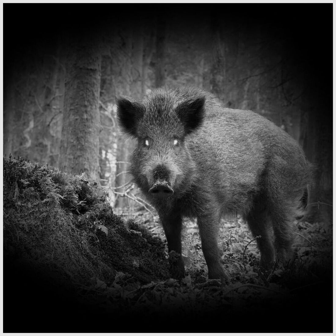 PARD NV NV007SP LRF