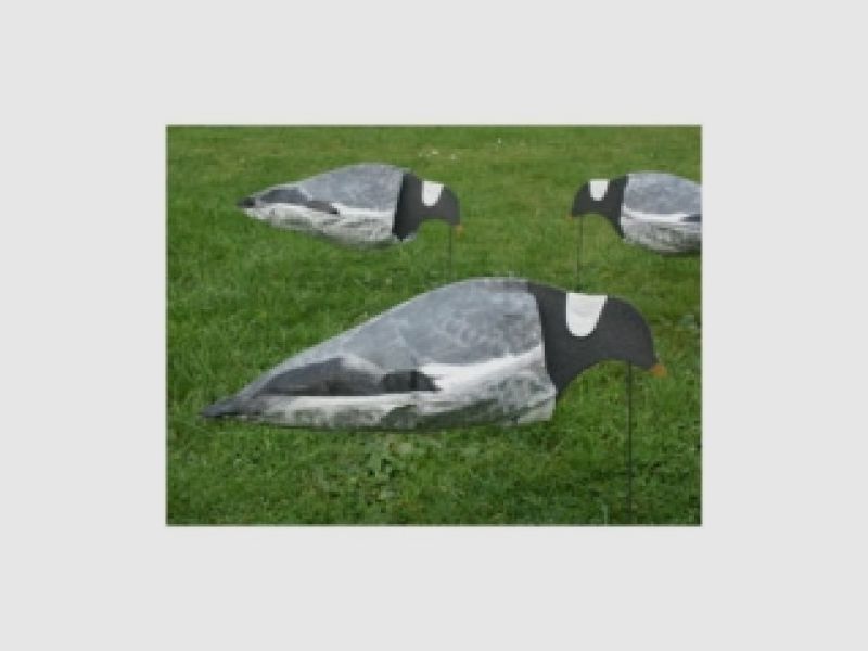 Sillosocks Pigeon z głową w dół, żerujący gołąb, zdjęcie 4 z 4