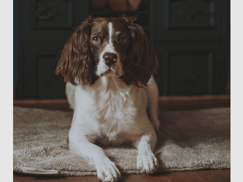 Siccaro FlexDogMat Hundematte