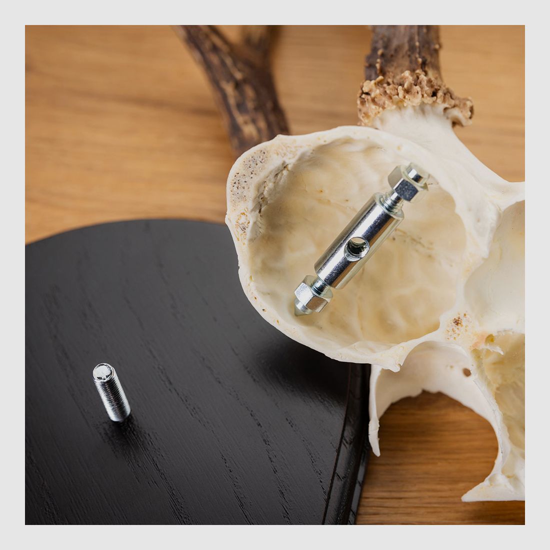 Morsetto e vite per corna di capriolo - 2 pezzi