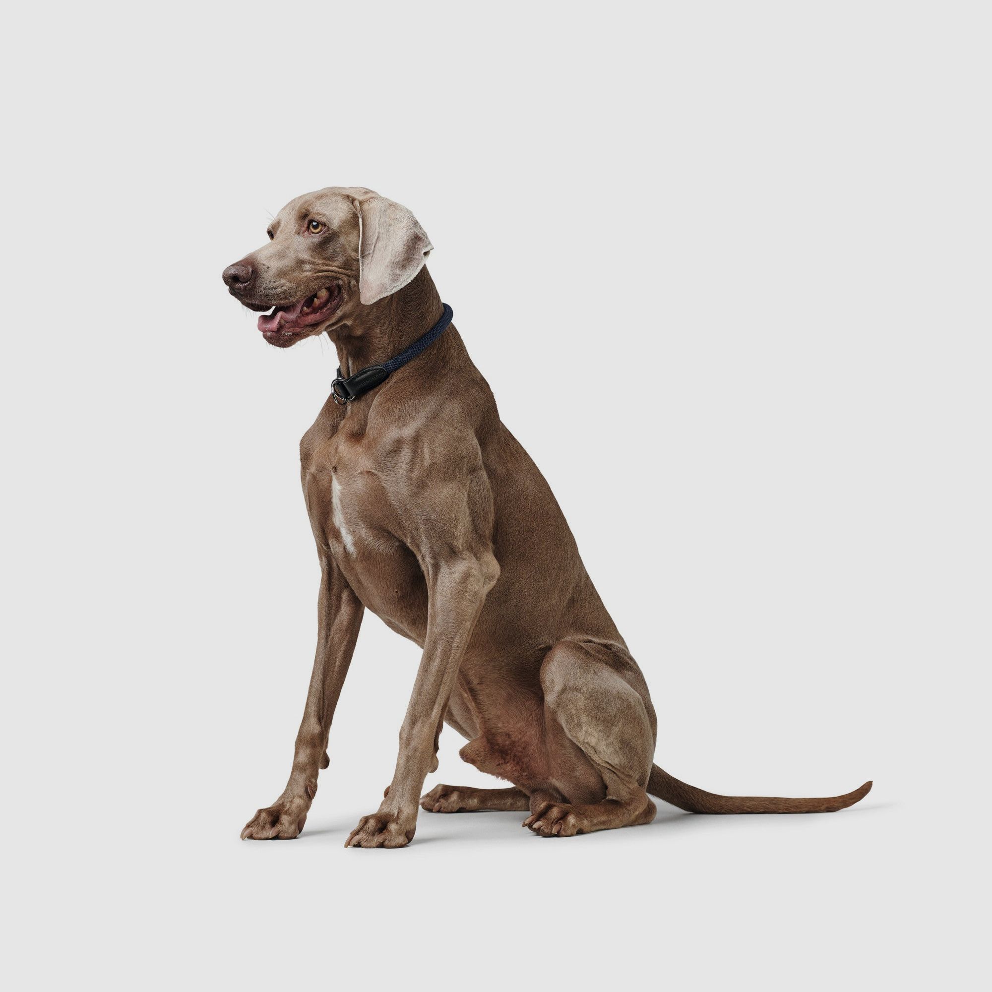 Collier de Dressage Hunter Eiby Freestyle bleu