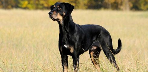 Breed profile Hungarian Bracke