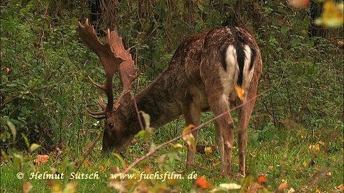 Damwildbrunft 2013 - fallow deer in rutting season (dama dama)