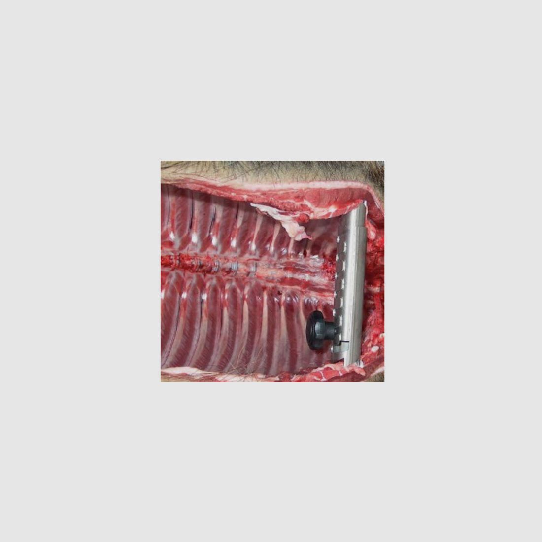 Wildspreizer - 145 mm (offen ca. 225 mm)