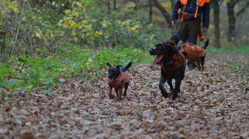 Notration für Jagdhunde - Jublin Flüssigzucker