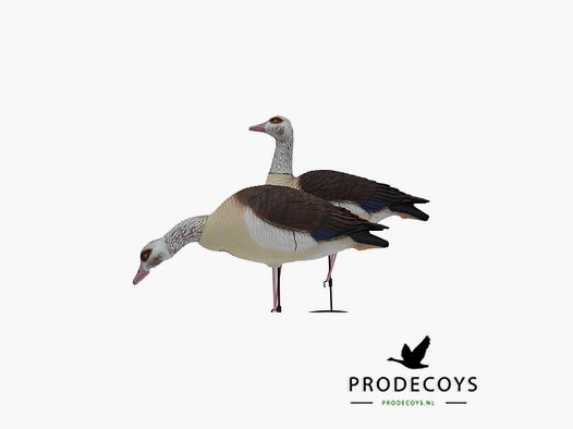 ProDecoys Elite Series Nilgans-Lockvögel Full Body – 6er-Set