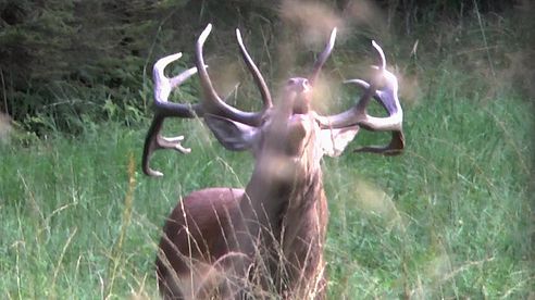 Hirschjagd - Rotwildbrunft im September 2016