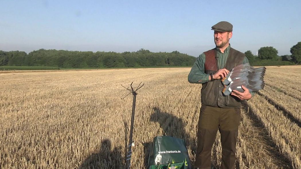 Lockjagd auf Ringeltauben im Sommer