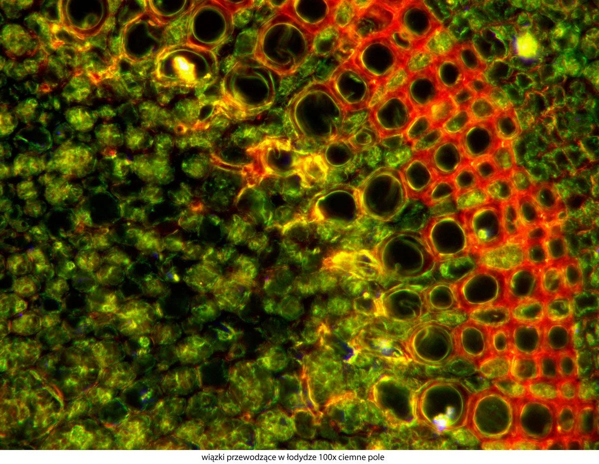 Delta Optical Genetic Pro binoculaire microscoop, afbeelding 48 van 52