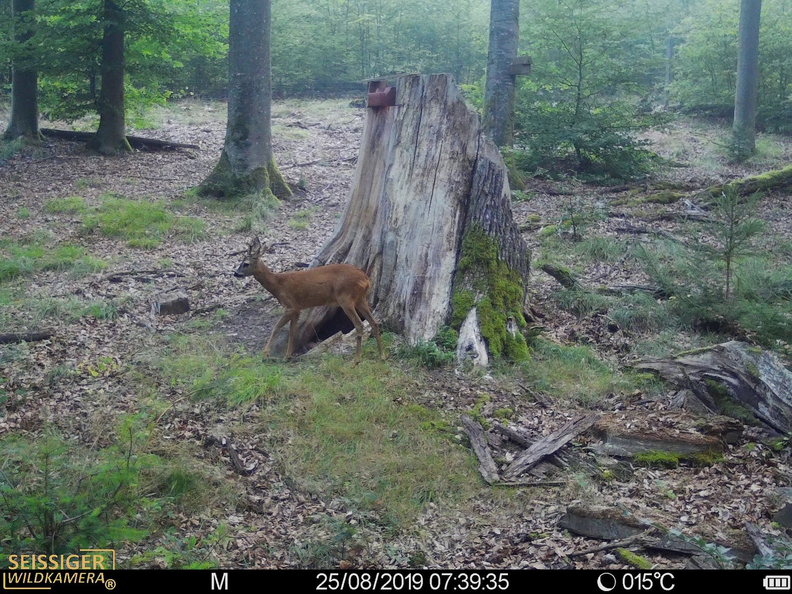 SEISSIGER Special-Cam CLASSIC