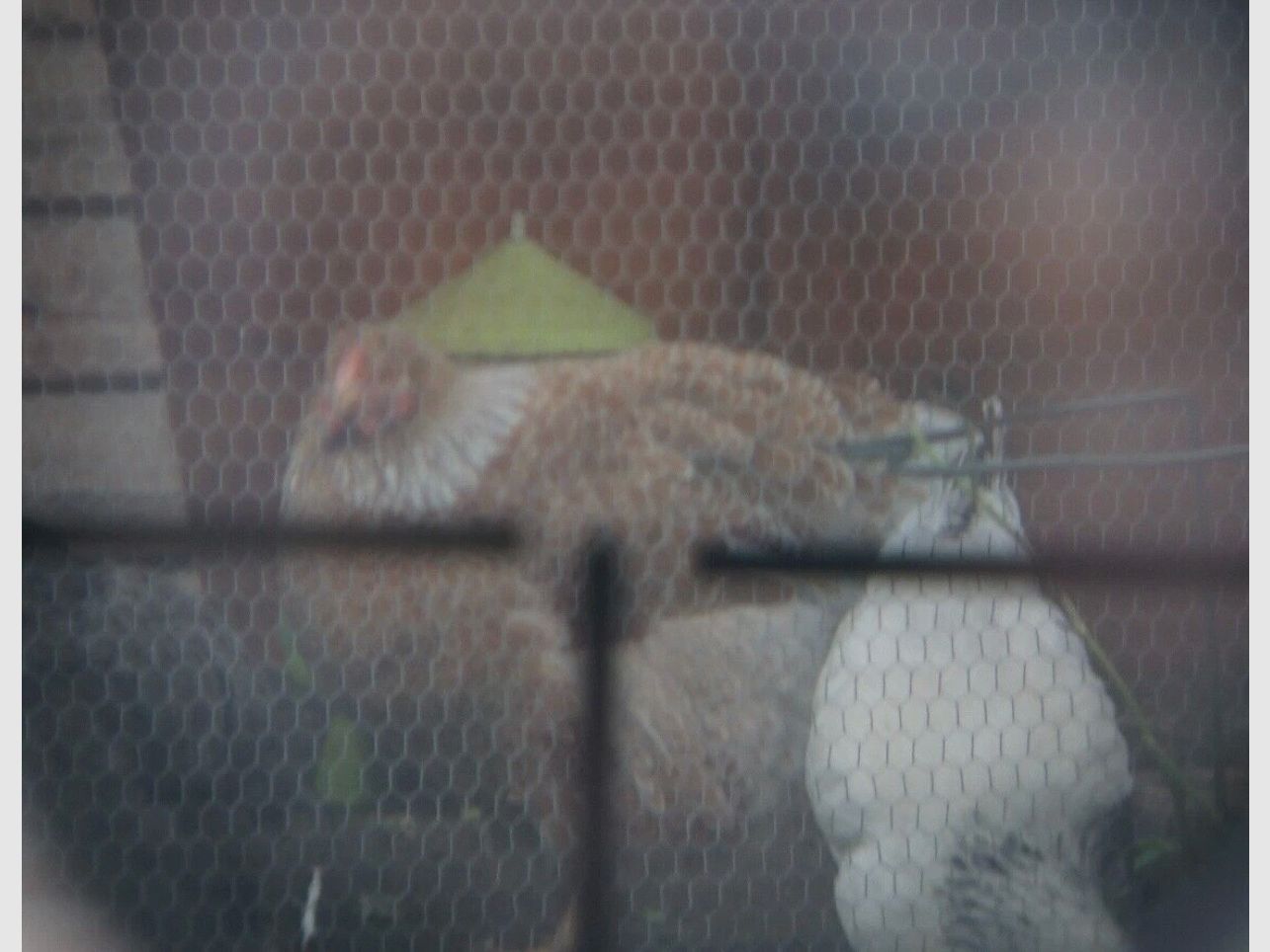 Karl Zeiss Jena Zielsechs telescopio 100% originale WW2