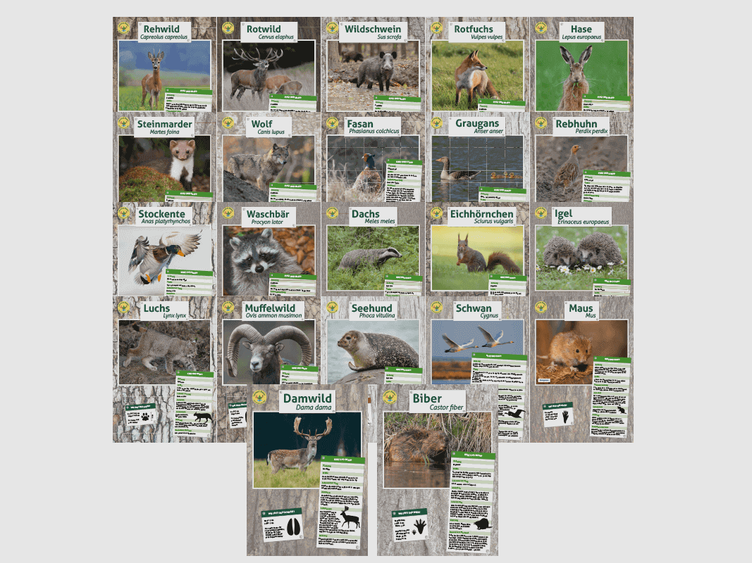 Tierposter im Format DIN A4 (Satz mit 22 Stück)