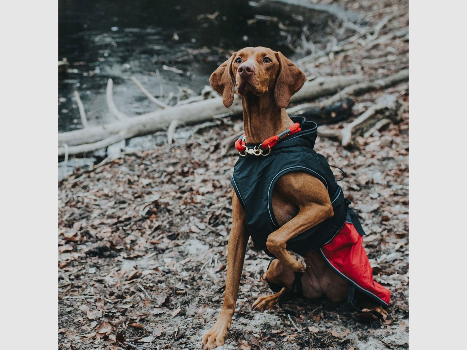 Hunter Mantello per Cani Uppsala Allrounder