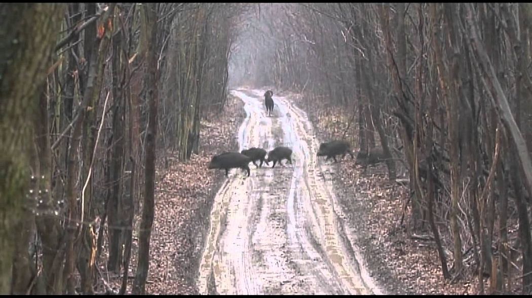 Wildboar Driven Hunt Austria