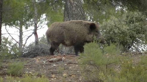 Montería de Jabalíes en Cuenca 💥🐗[ ALUCINANTE!! ] GRANDES JABALIES