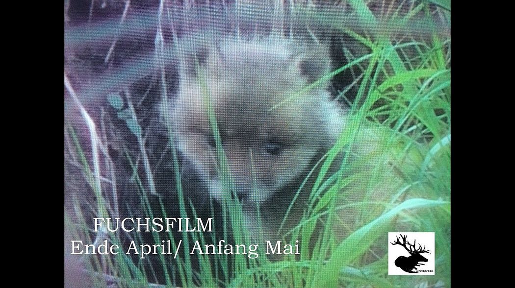 Fuchsfilm (Ende April/ Anfang Mai)