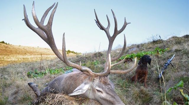 Red stag hunting in the Carpathian Mountains; Hirschjagd in den Karpaten; Kronhjortejagt