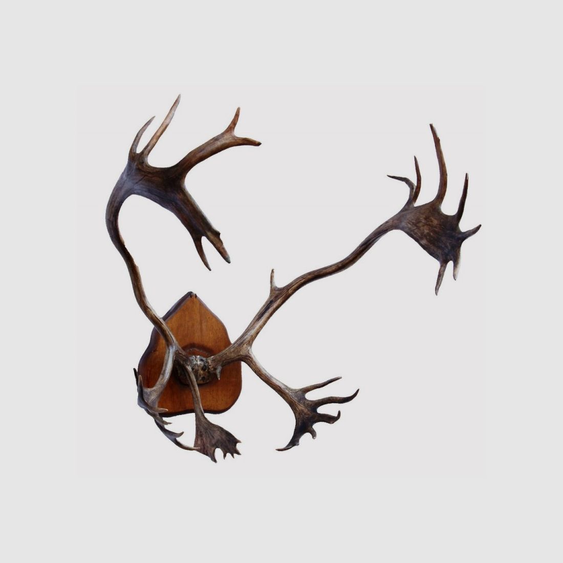 Antikes Caribou-Trophäe, Bild 1 von 2