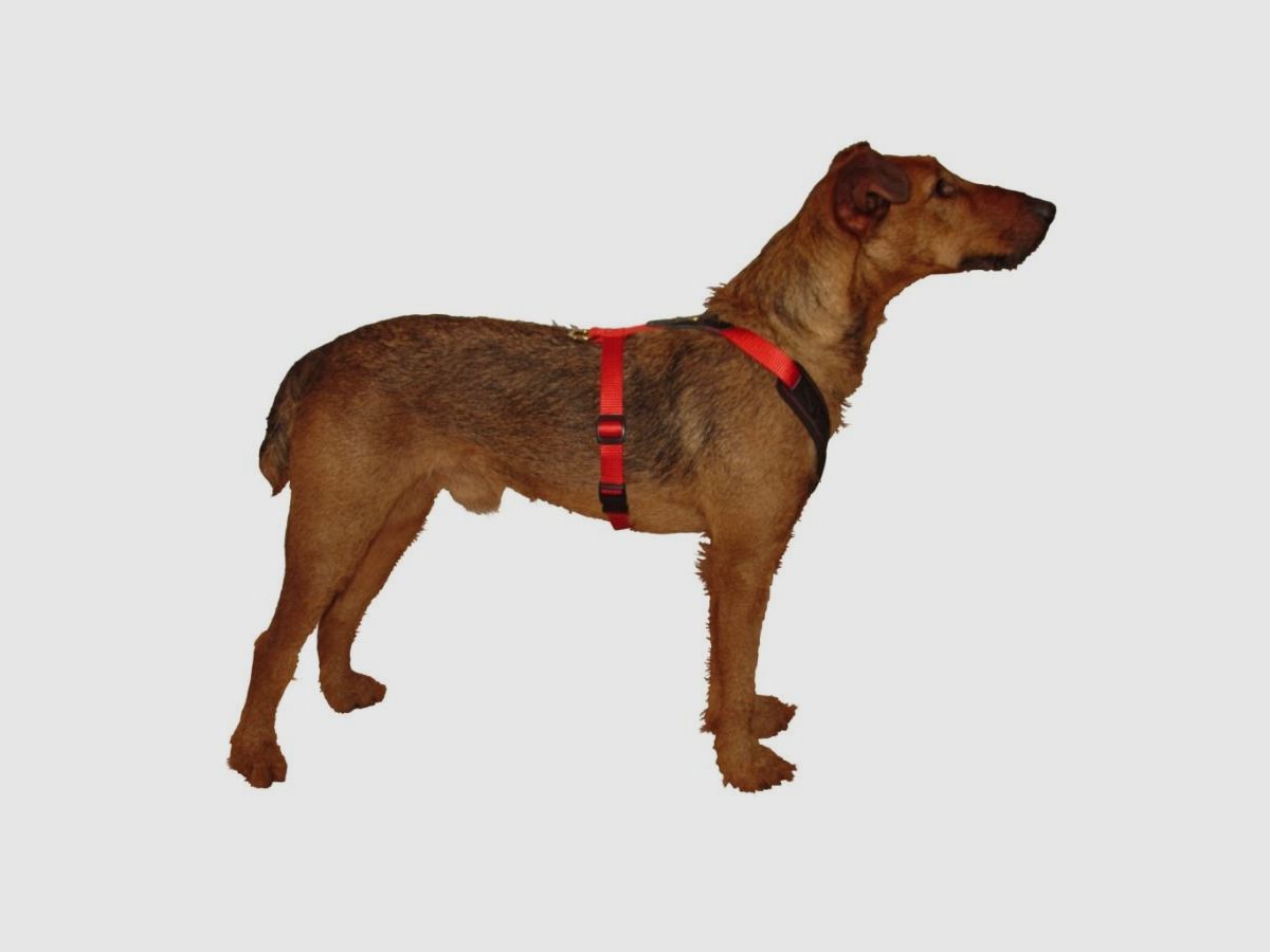 Niggeloh Follow Start Harness (XXS-XS, Brown and Orange), image 5 of 5