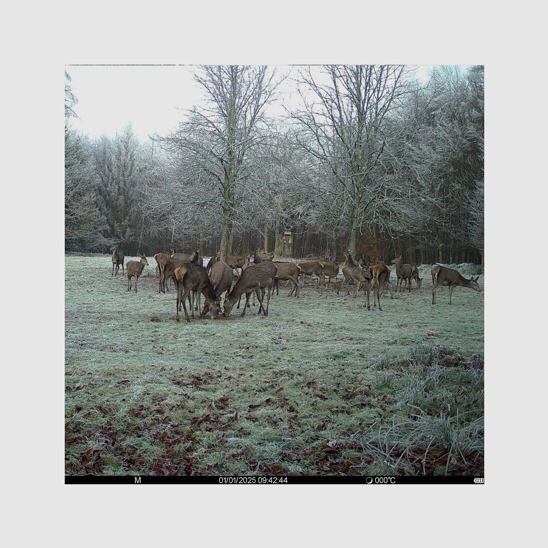 Seissiger SEISSIGER Pro-Cam LTE - SUPERSIM-Edition inkl. Akkus