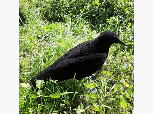 Flocked crow