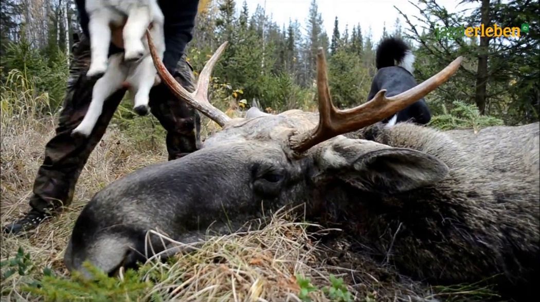 Elchjagd in Schweden