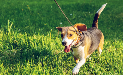 Puppy Training on a Leash - The Best Guide