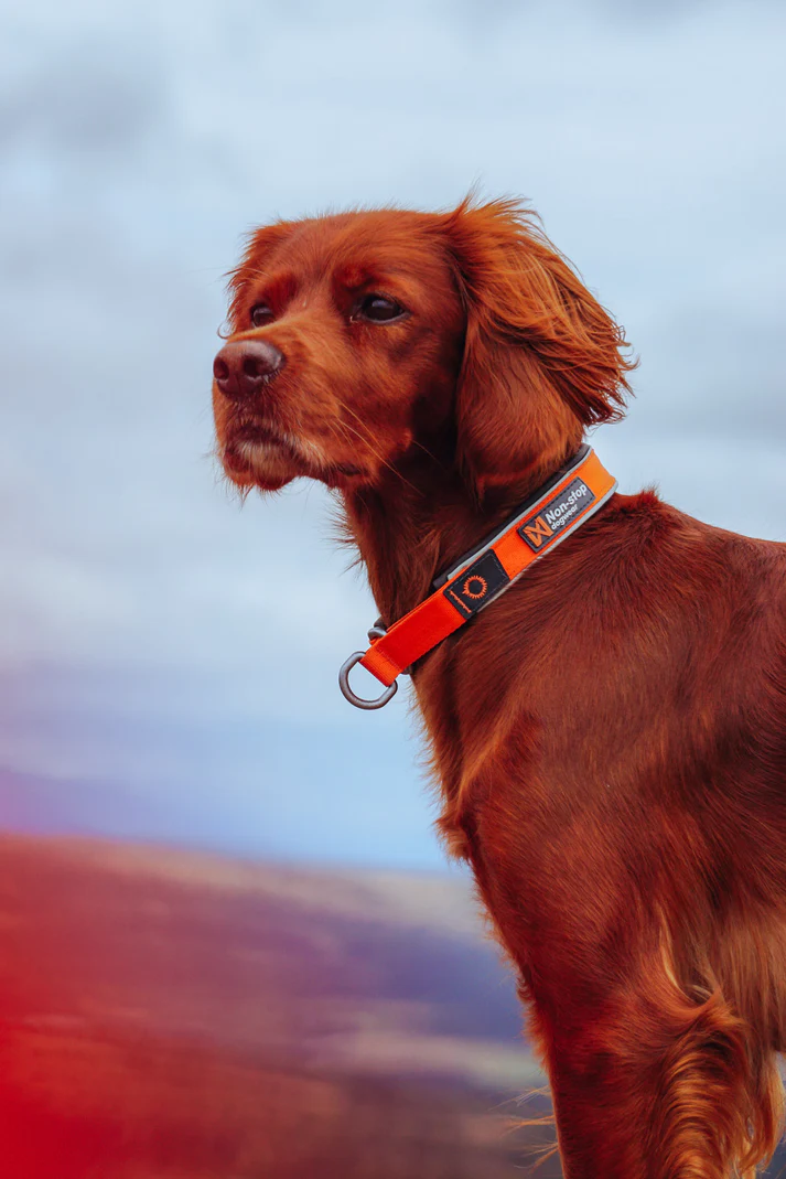 Non-Stop Cruise collar, billede 1 af 3