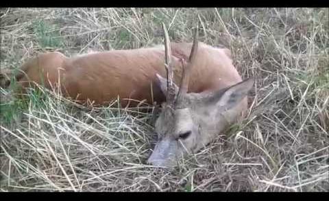ROE BUCK HUNTING compilation #1