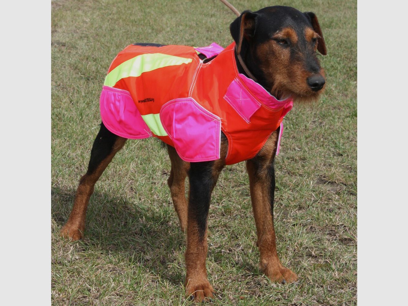 Out Dog Dog protective vest standard (Chest circumference 60 cm – male), imagen 3 de 7