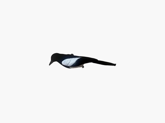 Pied Billed Call Duck - Duckhunter