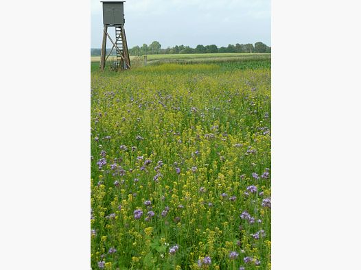 Kiepenkerl Wildbeschermingsmengsel WSM 1