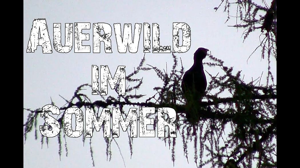 Auerwild im Sommer