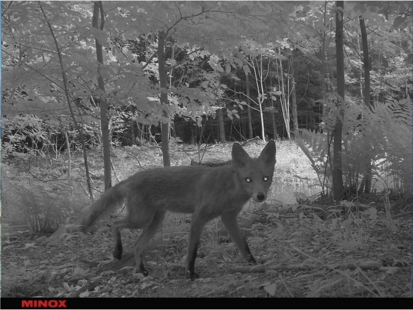 Minox 80406283 DTC 1200 4G Wildkamera Beobachtungskamera Fotofalle