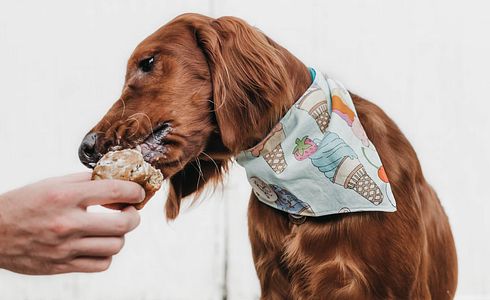 Vorsicht Giftig - 10 Lebensmittel, die giftig für Hunde sind!