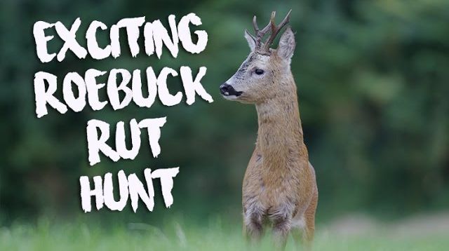 EXCITING ROEBUCK RUT HUNT