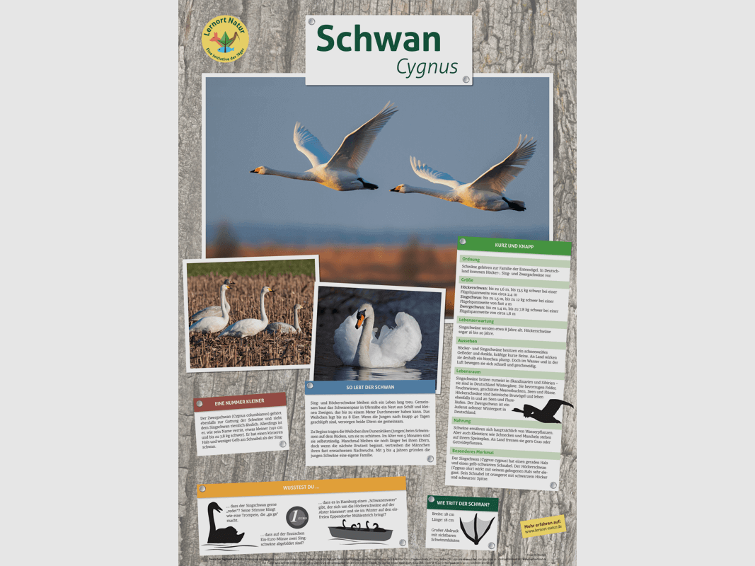 Lernort Natur-Tierposter Schwan