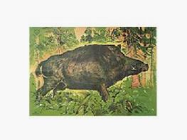 DJV disc No. 2 standing - boar