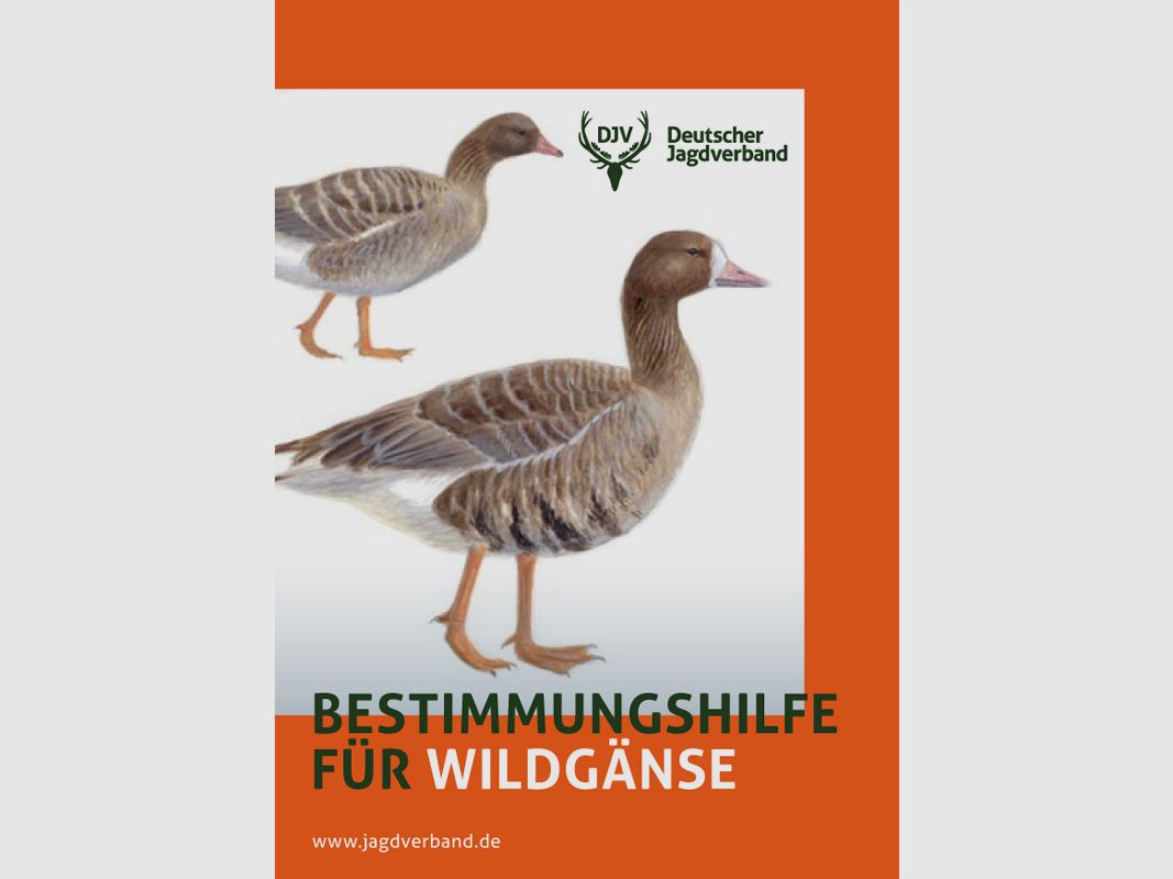 Broschüre "Bestimmungshilfe für Wildgänse"