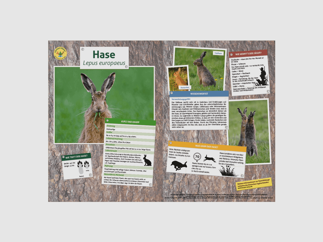 Lernort Natur-Tiertafel DIN A3 Hase