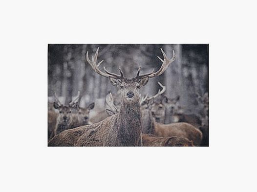 Lovergreen Outdoor Motiv Fußmatte Hirsch mit Herde