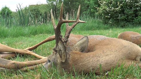 Zwei alte Rehböcke werden in Masuren erlegt! Two old roebucks get downed in Masuria!