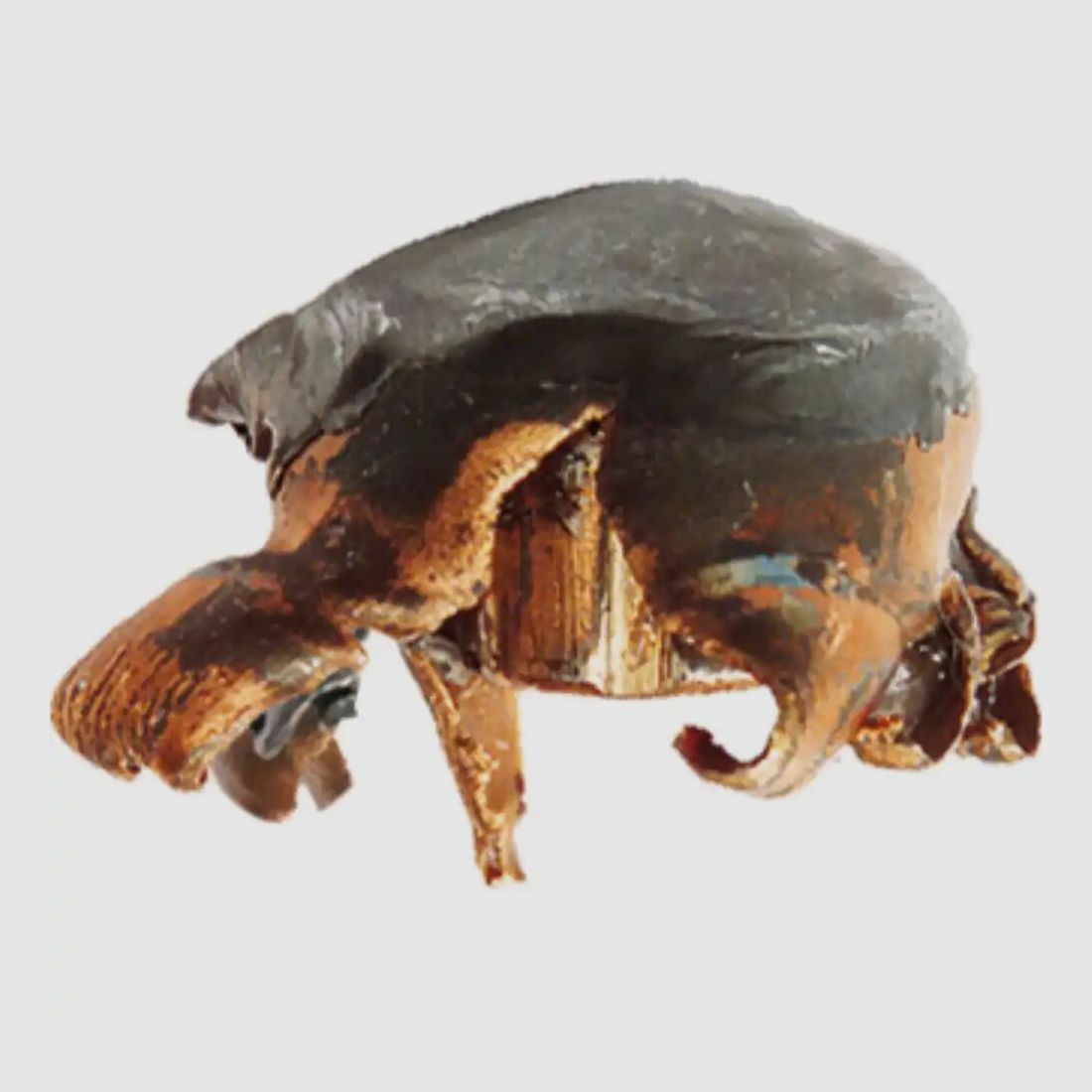 RWS KS 162grs - 20 pièces