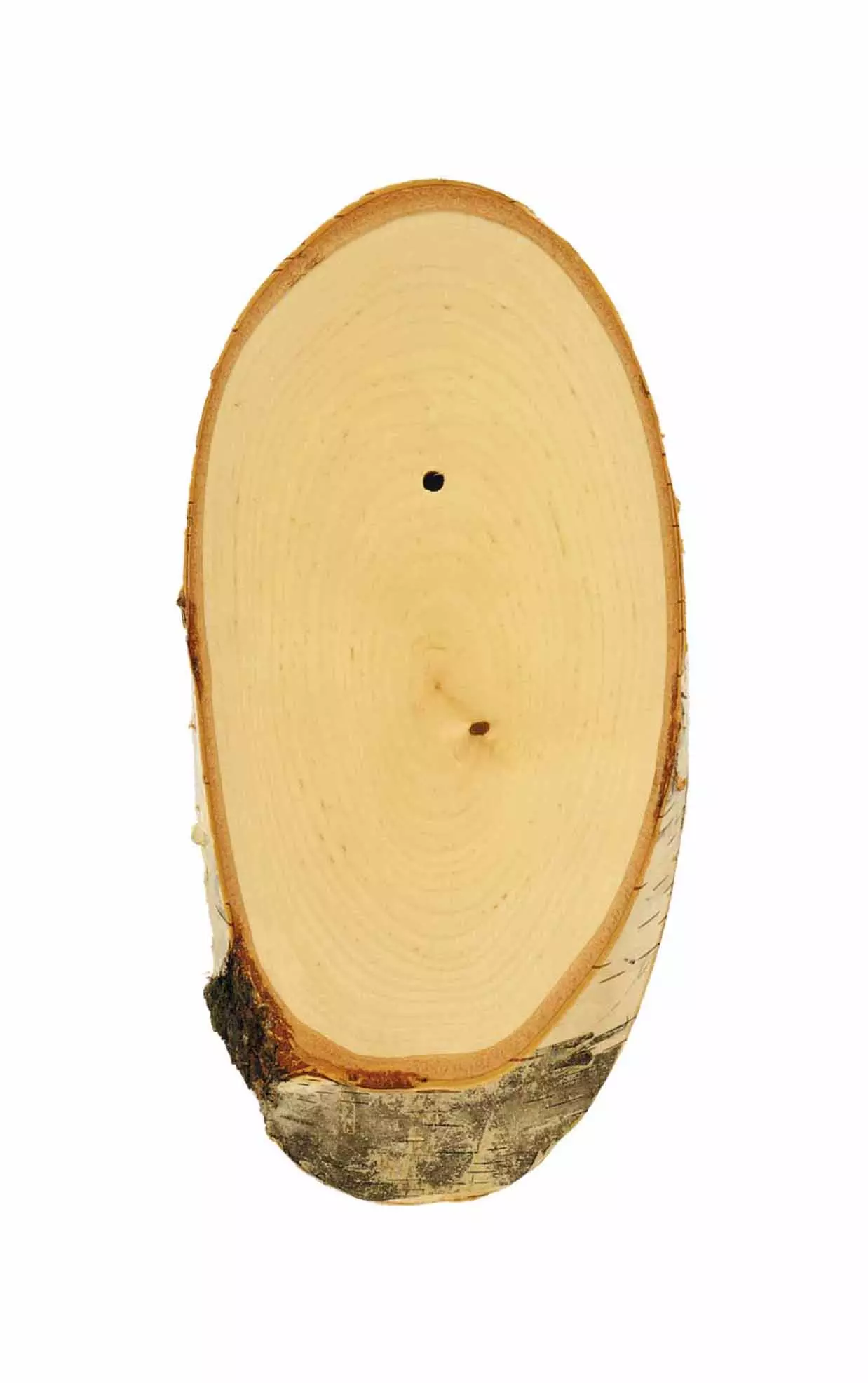 Plaque trophée pour brocard bouleau - 20 x 12 cm