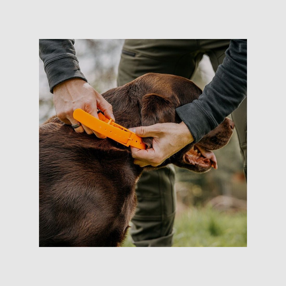 HP&G Hundehalsband 25mm Orange