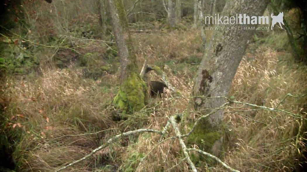 Trailer Drevjakt på Vildsvin - Driven Wild Boar