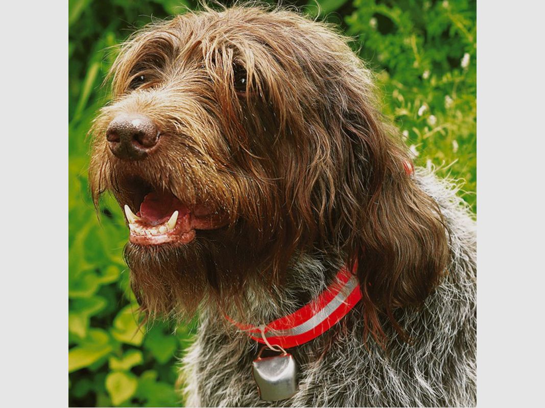 Hunde-Ortungsglöckchen, Bild 2 von 2