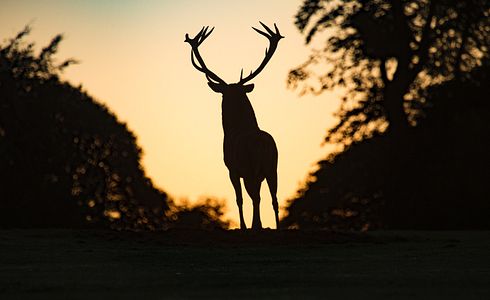 Jagd- und Schonzeiten im Überblick
