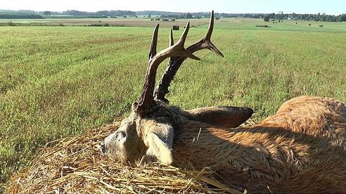 Faszinierende Bockjagd im "Traumrevier Ostpreußen"!